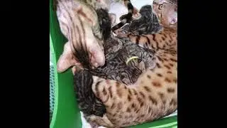 🐾😻Глядя на котят  невозможно оставаться серьёзным