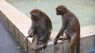 Baby Monkeys two friends came to Swimming pool to enjoy || BiBi monkey plays friendly with Mom & Dad