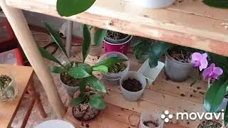 Я в шоке! 3 орхидеи выкинула, 3 на реанимации😭Дети поиграли....