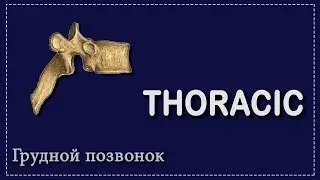 THORACIC VERTEBRA | OSTEOLOGY | ANATOMY FOR MEDICAL STUDENTS