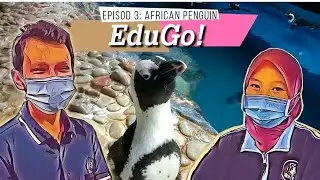 Rancangan EduGo!!! Episod 3~ Alamak Jaga African Penguin sampai BERDARAH #trendingvideo