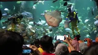Penyelam Memberikan Makan Ikan  di Sea World Ancol