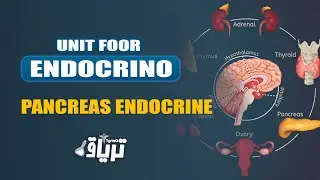 #2ème année - TMC CAMP : Unité #Endocrinologie HISTOLOGIE+PHYSIOLOGIE du #pancreas endocrine|By Reem