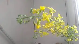 Чудо находка на балконе. Это просто удивительно!!!!