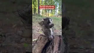 When it comes to squirrels, Ryder has some opinions 🐾🐿️ #PetSmart #AnythingForPets