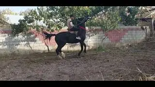 от сотилади 5 ёш.буйи 170+-см.зоти Орловский.нархи 10.000$ +998-94-213-07-70