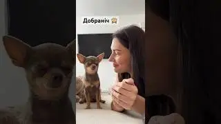 Розмова під ризиком раптового сну 🙈