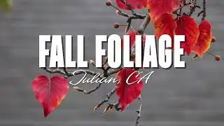 Fall Foliage: Julian, CA