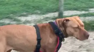 Bailey helping Dawn