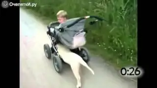 Собаки гуляют с колясками. Смешно про собак