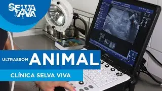 Ultrassom nos animais do Projeto Selva Viva