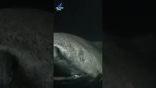 En Uzun Yaşayan Hayvan #köpekbalığı #shark