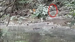 penampakan di hutan kalimantan