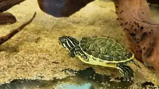 Musk Turtles (ASMR)