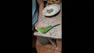 Попугай похмеляется пивом )))часть2