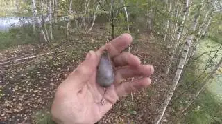 Твичинг блесны атом, рывковая проводка колебалки, видео rybachil.ru
