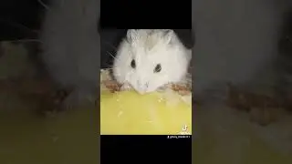 ВКУСНО 😋 #animals #viral #cute #funnyvideo #funny