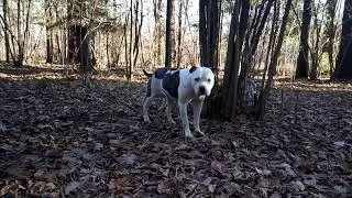 Как приятно шуршит листва!