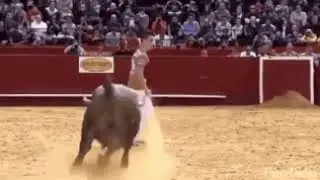 Четко ушёл от быка