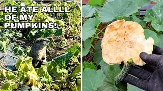 Farm Update - We Lost the Pumpkins!