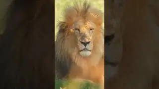 lions facts#shorts #viral #short