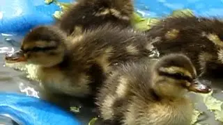 Hen Hatches Ducklings 2. Introducing ducklings to mother. Patitos eclosión 2. Canetons éclosion 2