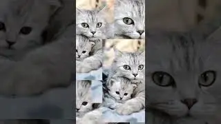 #котики#пушистики#лучшее#прикол#лайк#
