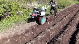 Нарезка гребней и посадка картофеля мотоблоком НЕВА.