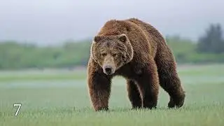 12 ЖИВОТНЫХ, КОТОРЫЕ ПОТЕРЯЛИ СВОЙ СТРАХ