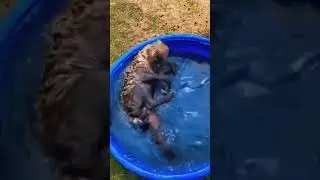 Wild Animal Belly Pats! AMAZING  😮🤗
