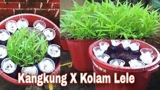 CARA MUDAH BUDIDAYA LELE DAN KANGKUNG HIDROPONIK EPISODE 1
