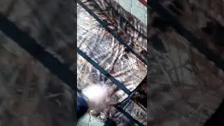Засидка на гуся