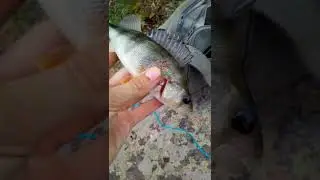Первый улов) Окунёк  TikTok