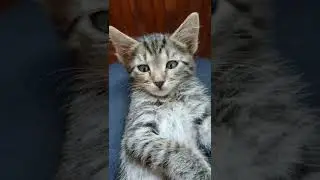 Кот Саня отдыхает