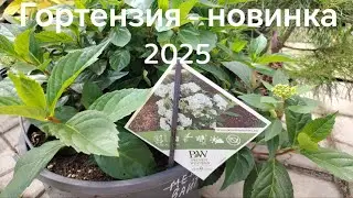 Fairytale trail. Hydrangea - new 2025. Review and offer.