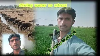 Giving water to wheat. gundom ko pani date howy. Fun with Malghani