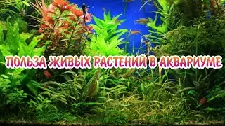 КАКУЮ ПОЛЬЗУ ПРИНОСЯТ ЖИВЫЕ РАСТЕНИЯ В АКВАРИУМЕ !?