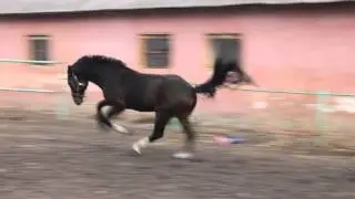 Канвас ПКЗ 2