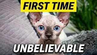 Ever Wondered How Kittens Feel Exploring New Worlds?