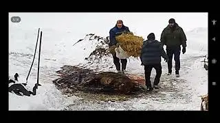 Забой свинины , обработка на саломе.