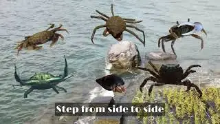 Claws Up Company - It's a Crabaret (Official Lyric Video)