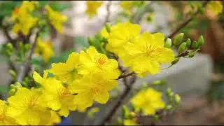 nhạc trữ tình remix cực hay - nghe phê quá bà con ơi