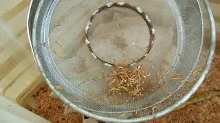 DSCN3919  Разведение Мучного червя для наших любимых певчих  птиц.
