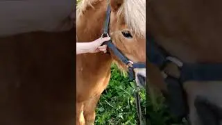 Производитель каштанов супер Пони