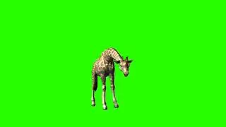 Giraffe 3