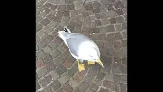 "Sassy" the Sorrento seagull... #travel