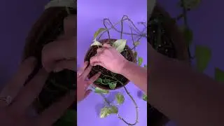 Soporte para plantas enredaderas | Tastemade #Shorts