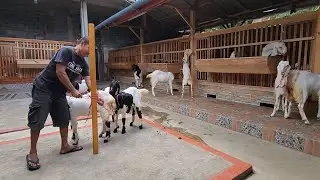 LIVE SELEKSI KAMBING ETAWA PESANAN 22 EKOR SEPTEMBER 2024