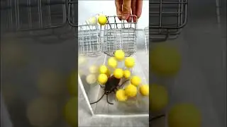 Cockroach's Kick 🙀