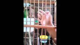 Teknik dan Cara Melatih Burung Cucak Ijo Agar Gacor